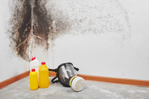 Best Mold Damage Repair  in The Plains, OH