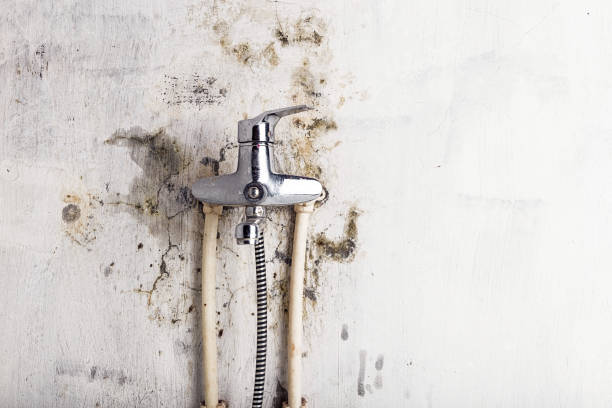 Best Emergency Mold Removal  in The Plains, OH