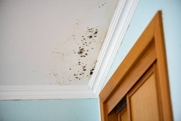 Best Black Mold Removal  in The Plains, OH