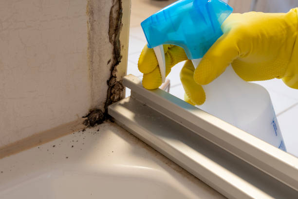 Best Mold Testing and Removal  in The Plains, OH
