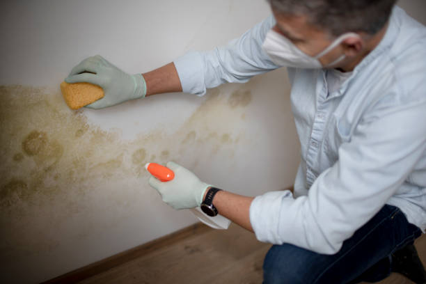 Best Residential Mold Removal  in The Plains, OH