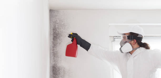 Best Commercial Mold Removal  in The Plains, OH