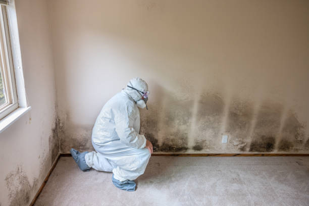 Best Crawl Space Mold Removal  in The Plains, OH