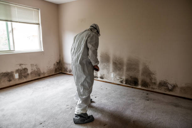 Crawl Space Mold Removal in The Plains, OH