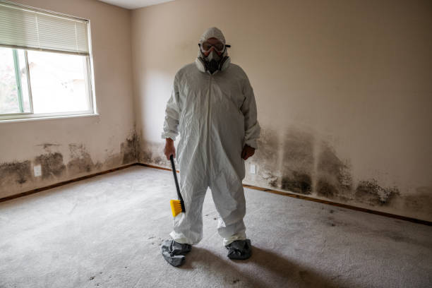 Best Best Mold Removal Companies  in The Plains, OH