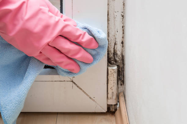 Best Affordable Mold Removal  in The Plains, OH