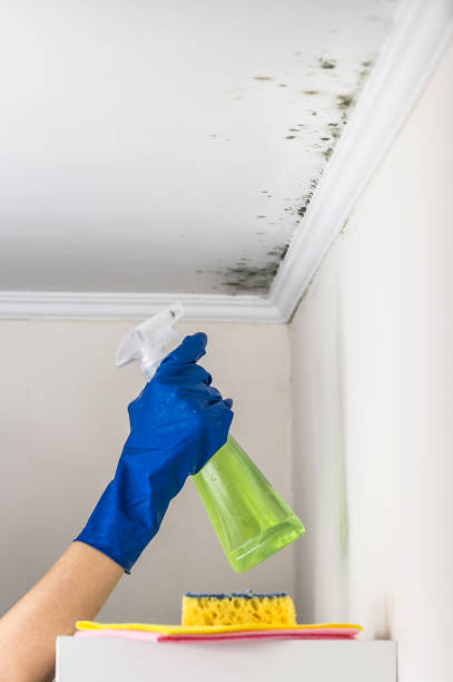 Best Commercial Mold Removal  in The Plains, OH