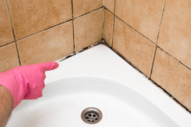 Best Professional Mold Removal  in The Plains, OH